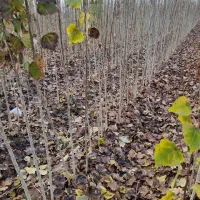 تولید توزیع نهال سنوبر 3الی4 متری|خدمات باغبانی و درختکاری|آران و بیدگل, |دیوار