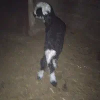 قیمت7میلیون