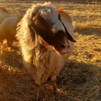 یک راس قوچ سنجابی اصیل|حیوانات مزرعه|اسلام آباد, |دیوار