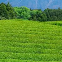 زمین در علمدار ۵