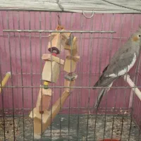 عروس هلندی نر و ماده