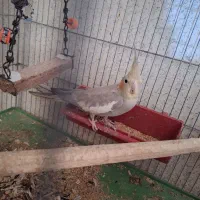 عروس هلندی|پرنده|چابهار, |دیوار