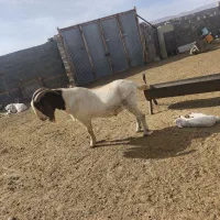 بز و پازن بوئر|حیوانات مزرعه|حسن آباد, |دیوار