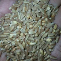 فروش بذر گندم بوجاری شده