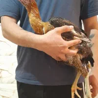 دوعدد جوجه لاری ۴ ماهه