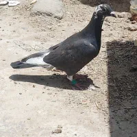 ۳ عدد کفترمینا چاپی مسافتی و چپ کاکل و ساده افشون