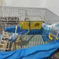 یک  جفت مرغ عشق با قفسه