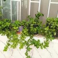گل یخ و نخل مرداب زیبا