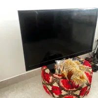LED ال جی ۴۹ اینچ
