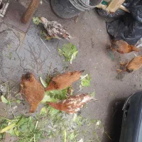 ۹ عدد جوجه ۴ ماهه