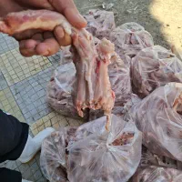استخوان مرغ و اسکلت