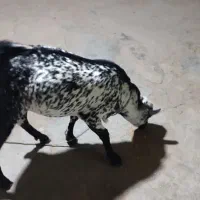 کهره نر|حیوانات مزرعه|بندرعباس, |دیوار