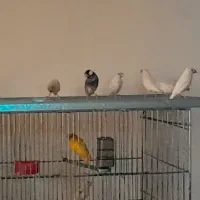 فنچ نرگسی|پرنده|مبارکه, |دیوار