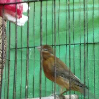 قناری کوتاه وبلند|پرنده|شوشتر, |دیوار