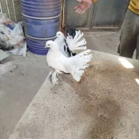 کفتر دمچتری