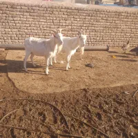 بز ،بزغاله نر سانن  برای نسل کشی|حیوانات مزرعه|رامند, |دیوار