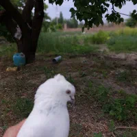 کبوتر