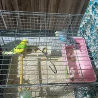 مرغ عشق|پرنده|شیراز, تندگویان|دیوار