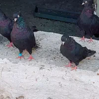 کبوتر زاغ ابادانی و یک جفت پوست پیازی|پرنده|شبانکاره, |دیوار