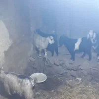 بز بزغاله بره|حیوانات مزرعه|هیر, |دیوار