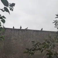 کبوتر مسافتی