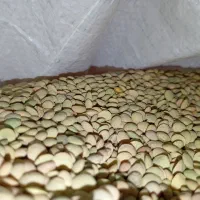 عدسمحلیمنطقهیمختار