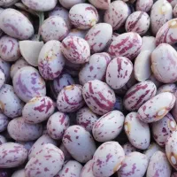 1500کیلولوبیابذرکوشا درجه یک قطره ای