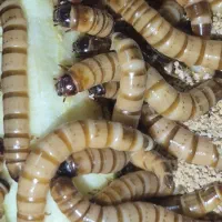 میلورم و سوپر ورم زنده و خشک|حیوانات مزرعه|خمینی‌شهر, |دیوار