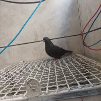 کبوتر با جوجه