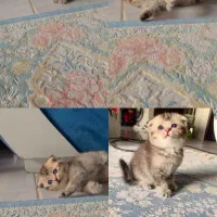 بچه گربه های کوچولو و اصیل