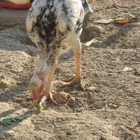 بچه و فریح لاری در سلماس|حیوانات مزرعه|خوی, |دیوار