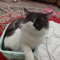 گربه پرشین|گربه|بندرعباس, |دیوار