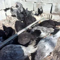 مرغ خروس جوجه گلین فول کیفیت|حیوانات مزرعه|اصفهان, بهارستان|دیوار