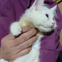 بچه گربه های شیرین|گربه|بندر انزلی, آخرخط|دیوار