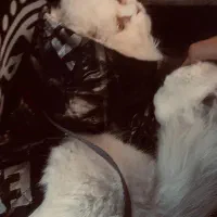 گربه|گربه|ملارد, |دیوار