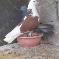 کبوتر فروشی|پرنده|مینودشت, |دیوار