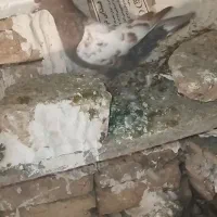 کبوتر رنگی سینه سیاه سینه سرخ ابلق هستن