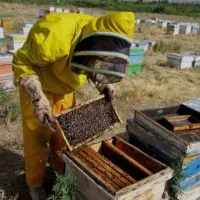 عسل طبیعی گون،انگبین،زول،چندگیاه دارویی با ضمانت|خوردنی و آشامیدنی|شاهینشهر, شهرک میلاد|دیوار