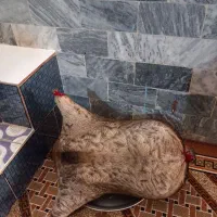 ظرف نگهدارنده روغن