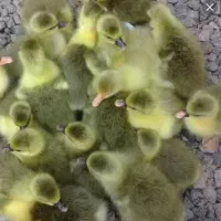 جوجه غاز سالم و سرحال