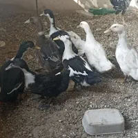 اردک