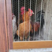 ۸عدد مرغ جوان و تخمگذار محلی