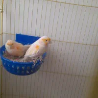 پرنده|پرنده|الوند, |دیوار