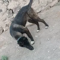 توله سگ