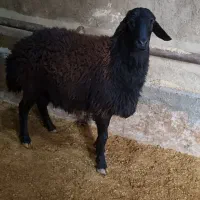 بره قوچ قرع قیزیل|حیوانات مزرعه|بزینه رود, |دیوار