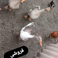 غاز تازه محلی