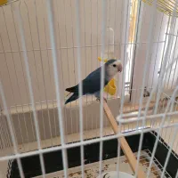 طوطی برزیلی نر|پرنده|گنبد کاووس, |دیوار