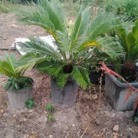 سیکاس گلدانی|گل و گیاه طبیعی|ساری, |دیوار