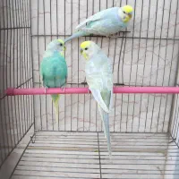 یک جفت مرغ عشق رینبو و یک عدد نر|پرنده|کارون, |دیوار