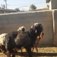 کهره شاخ جفت و بره جنس دار بذری (تخمی)